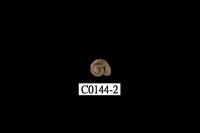 藏品(山蝸牛)的圖片